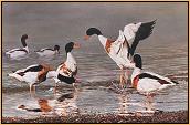 Committee Meeting : Shelducks