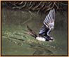Silent Flight : Swallows