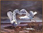 The Pirates : Herring Gulls