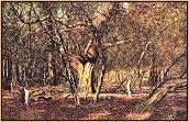 Fleeting Forms : Deer