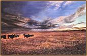 Buffalo Hill : American Bison/Buffalo