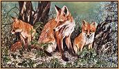 Foxes