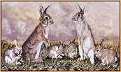 Rabbits